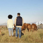 a group of people standing in a field with cows